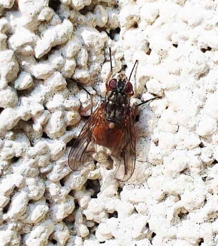Phaonia subventa